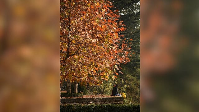 Think Of Shimla, Think Of Chinar, Deodars
