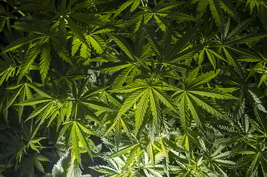 With Legal Cannabis Cultivation, Himachal Hopes For An Economic High 