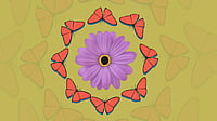 A Tale Of Short-Lived Flower Moths And Their Devoted Preserver  via Vikash Thakur : Representational Image