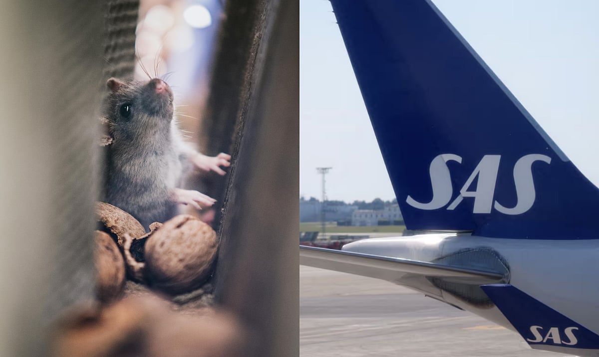 Pexels | Reuters : Live Mouse Found In A Scandinavian Flight 