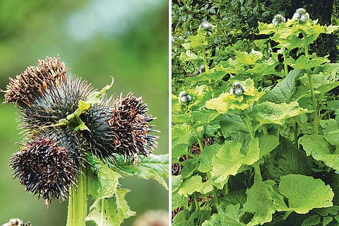 Costus cultivation and Costus flower