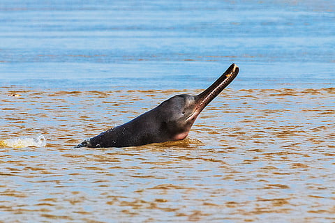 Dolphin in Ganga, Uttarakhand