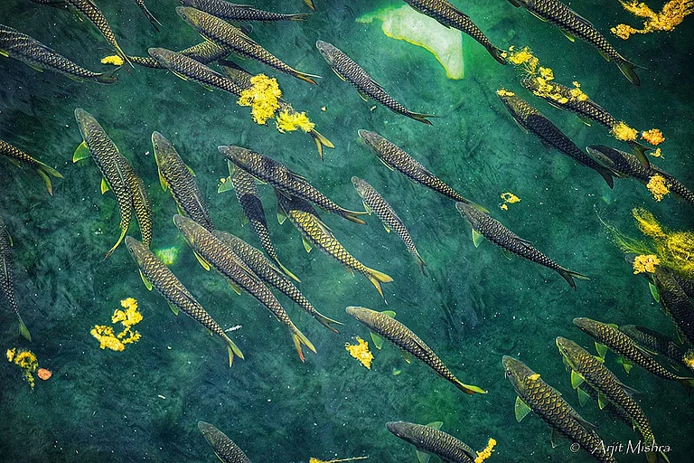 Golden Mahseer in Kosi river - Photo: Arjit Mishra