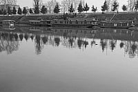 Postcard From Kashmir Photo: Hana Vahab : Changed Landscape: In 2022, a bunch of Chinar trees were seen along the Jhelum Bund