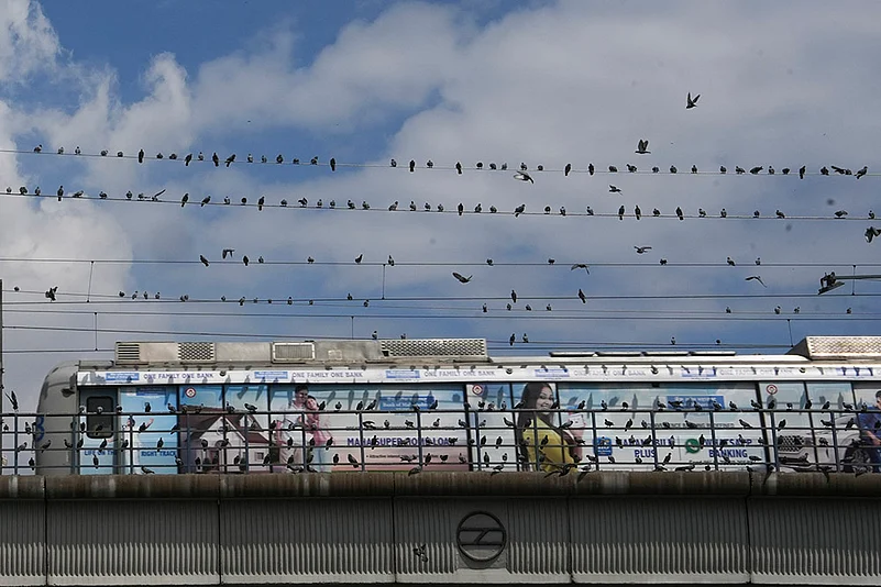 Pigeons sit on wires on a cloudy day in Delhi