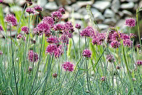 Allium stracheyi cultivation