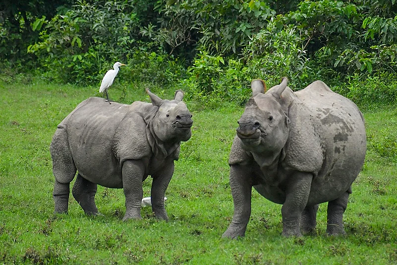 One-horned rhinos at Kaziranga National Park in Nagaon