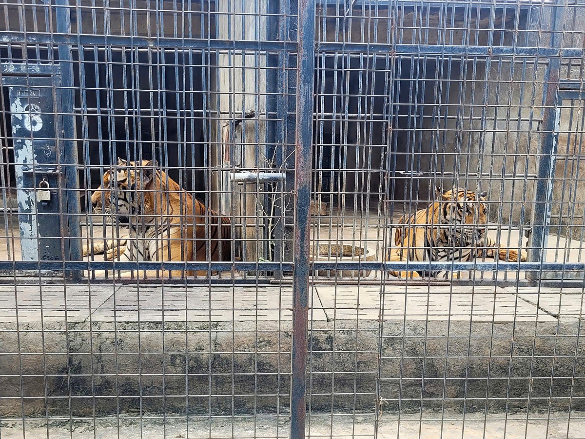 AP : Tigers are kept in cages at Vuon Xoai zoo in Bien Hoa city, Vietnam on Thursday, Oct. 3, 2024. 