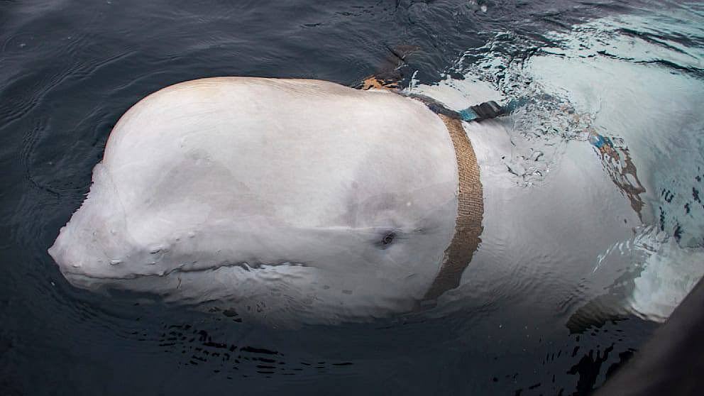 X :  An autopsy revealed that the infection may have resulted from a wound in the whale's mouth.