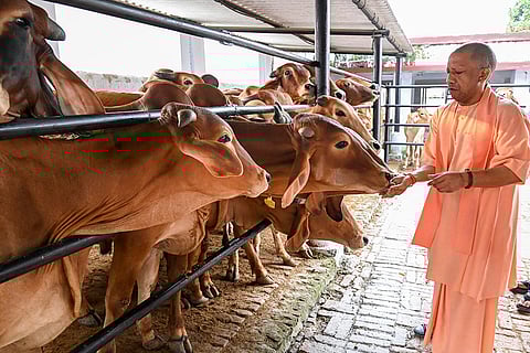 UP CM feeds cows in Gorakhpur