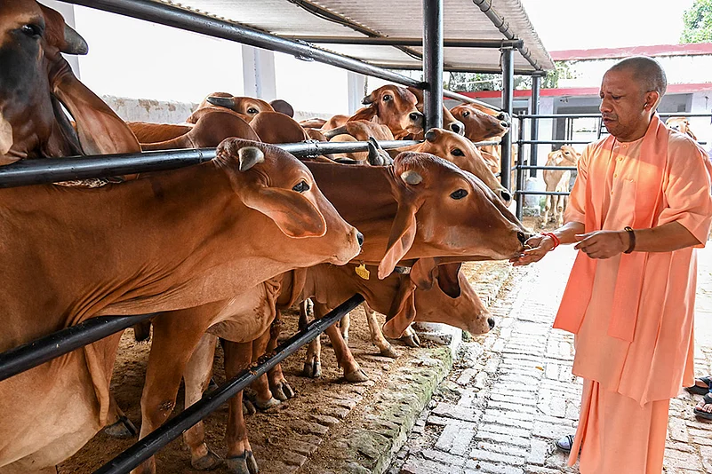 UP CM Yogi Adityanath feeds cows in Gorakhpur