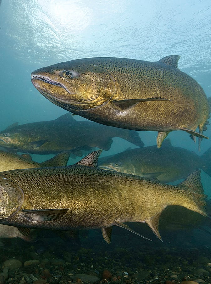 null - Wild Salmon Center