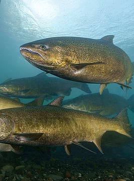 California’s Iconic Salmon At Risk As Park Fire Rages On