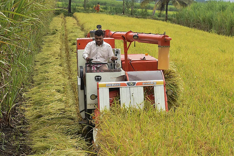 Agriculture: Paddy cultivation in Karad Maharashtra