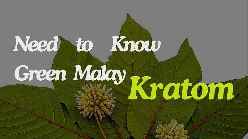 All You Need To Know Green Malay Kratom