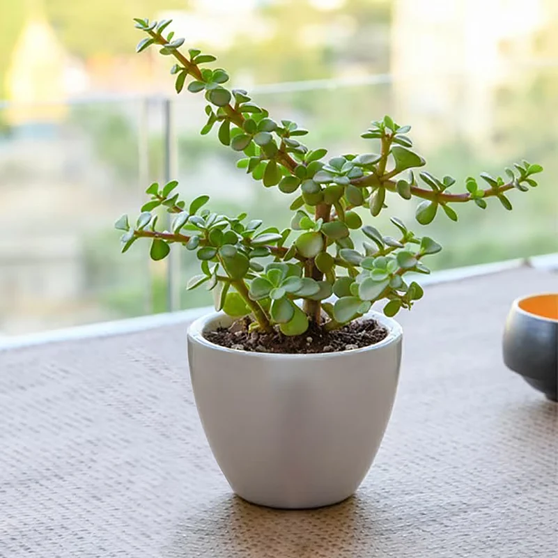Jade plant
