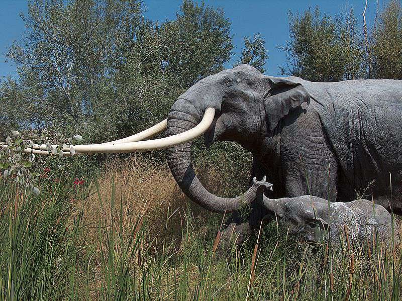 Elephant Skull Excavated In Kashmir Identified As Extinct 'Straight-Tusked' Species