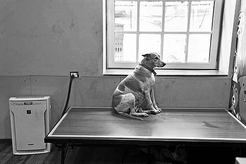A stray dog sheltered at Bombay House