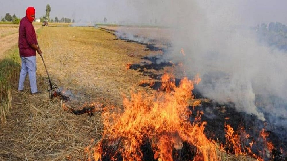 Punjab Sees Steep Rise In Stubble Burning This Year, Downward Trend In Haryana - File Photo