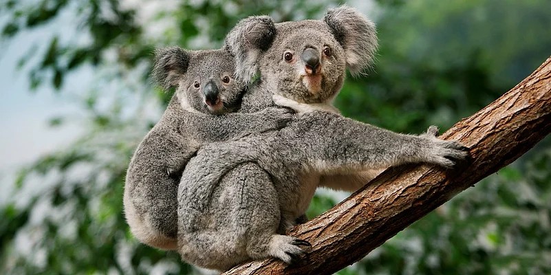 Koalas in Australia