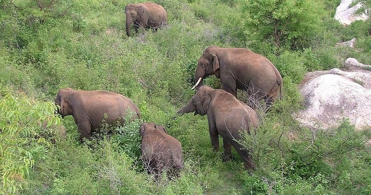 Rajdhani Express Hits Elephant Herd in Assam, 8 Killed - null