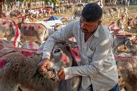 Donkey Fair in Gujarat