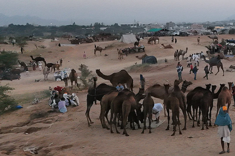 Camel herders with their camels at Annual Pushkar fair 2024 in Rajasthan