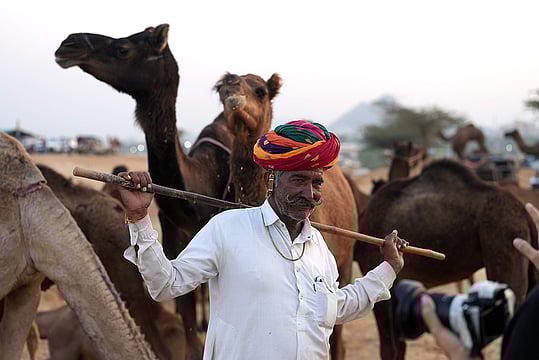 In Photos: Glimpses Of Rajasthan's Vibrant Pushkar Camel Fair