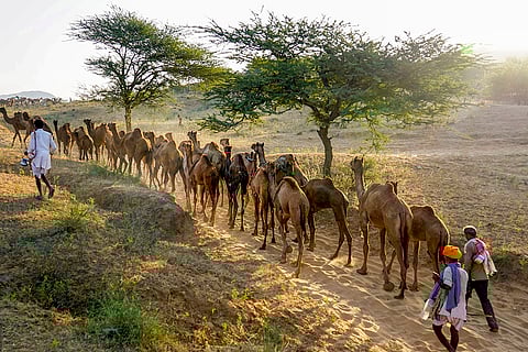 Pushkar Camel Fair 2024