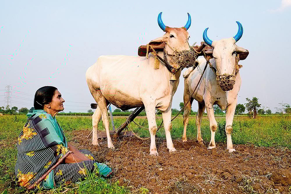 State of Sorrow: The widow of Madhukarrao Patil - | Photo: Suresh K. Pandey