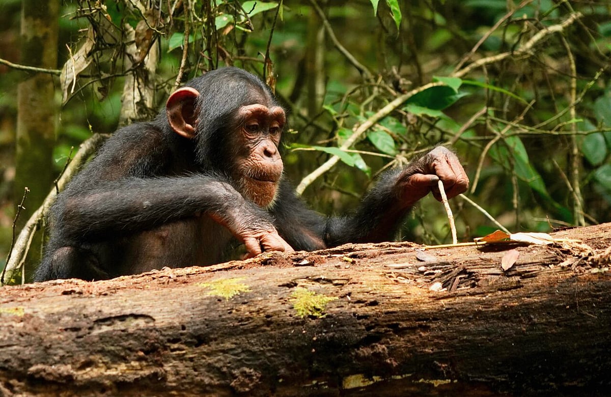 Chimps Might Perform Difficult Tasks Better When Watched: Study