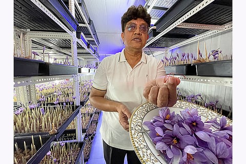 Growing saffron with aeroponics method