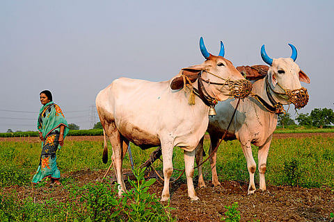 Farmer suicides in Maharashtra