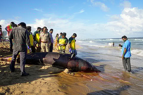 Dead Dolphin washes ashore on Marina Beach