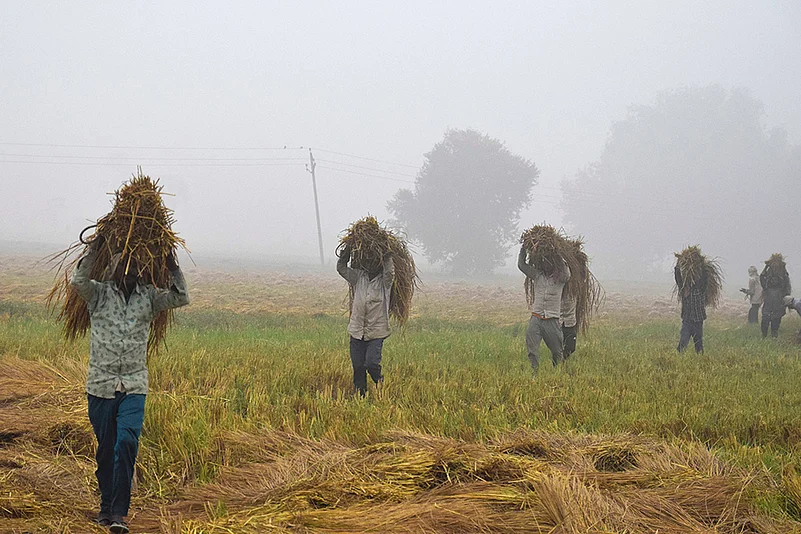 Paddy farming