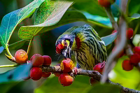 A Coppersmith Barbet nibbles on a fruit