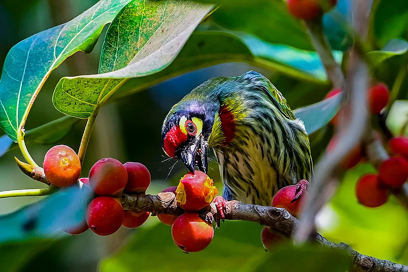 A Coppersmith Barbet nibbles on a fruit