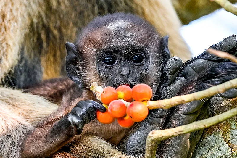 Standalone: Baby langur in Nadia