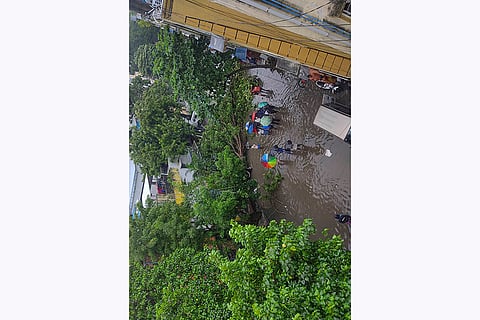 Cyclone Fengal: A tree uprooted following intense precipitation