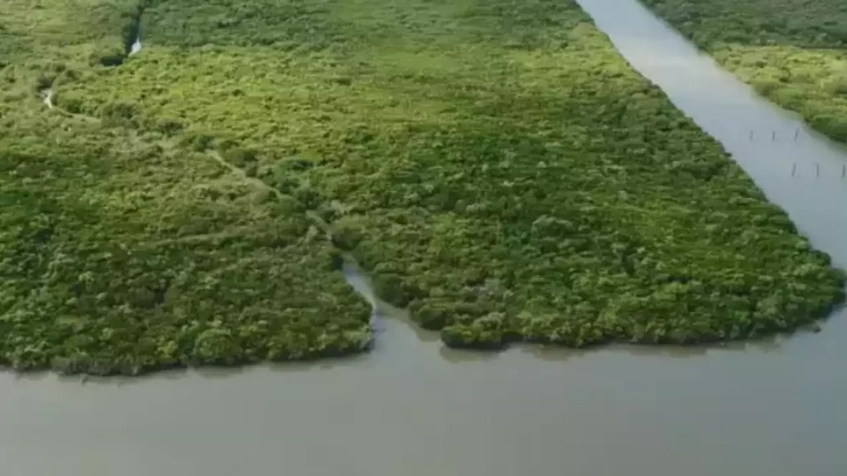 NGT Flags Mangrove Loss In Visakhapatnam Due To Urbanization
