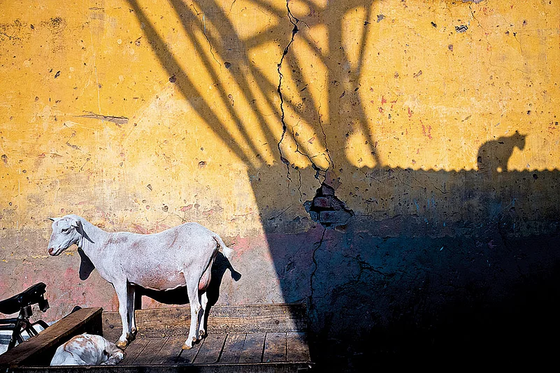 The Street Life: Snapshots from the Serendipity
photo series