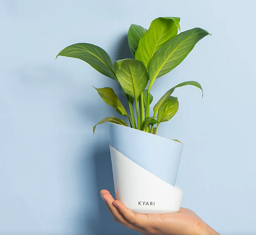 Lily Plant