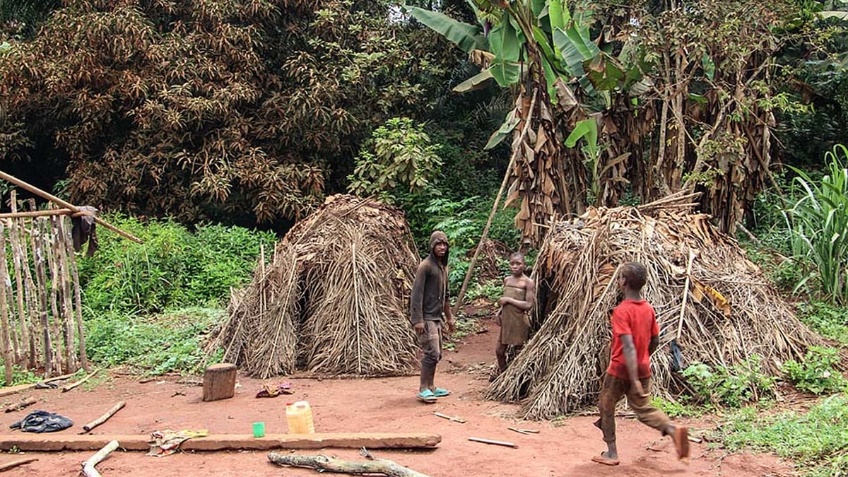 | Photo: AP : Indigenous Baka Tribe in Congo