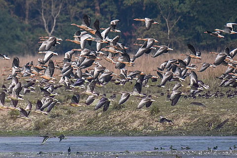 Migratory birds at Pobitora Wildlife Sanctuary