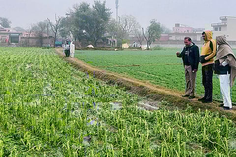 Weather: Crop destroyed after hailstorm