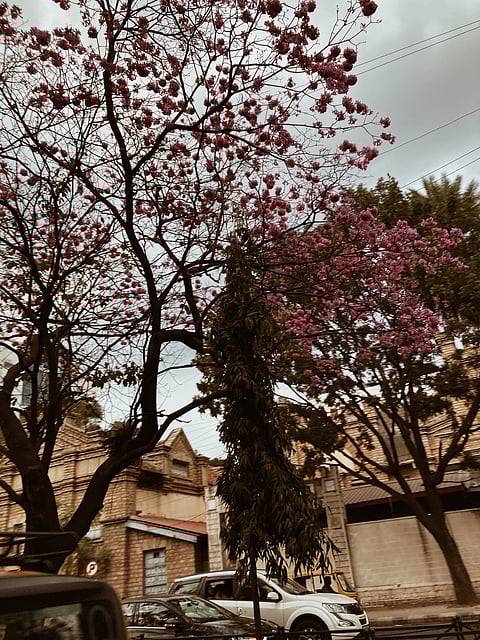 Tabebuia Roses trees flower in Bengaluru between January and March