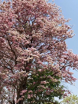 Cherry blossom trees in Bengalurus iconic Lalbagh Botanical Garden