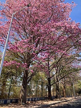 The Origin of Bangalore’s Very Own Cherry Blossom Trees
