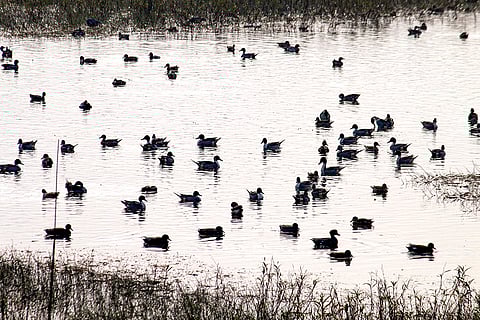 Migratory birds at UK's Asan Barrage