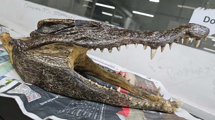 | Photo- Social Media : Canadian Man Carries Baby Crocodile Skull, Arrested At Delhi Airport